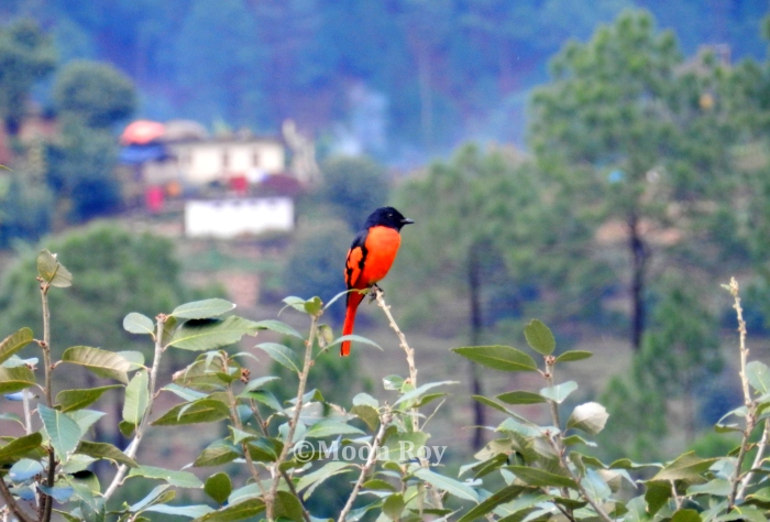 bird, twitter, Kausani, Almora, Kumaon, Uttarakhand