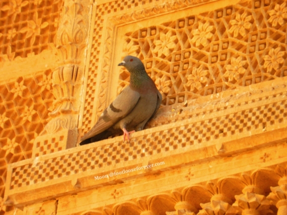 pigeon, Jaisalmer fort, jaisalmer, rajasthan